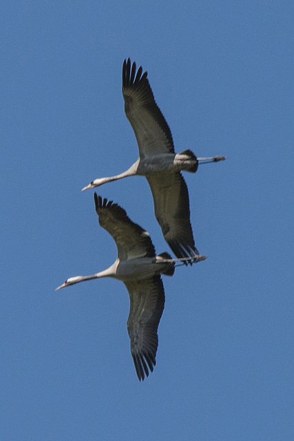 20140503 2234VRTw [D~HVL] Kraniche (Grus grus), Parey