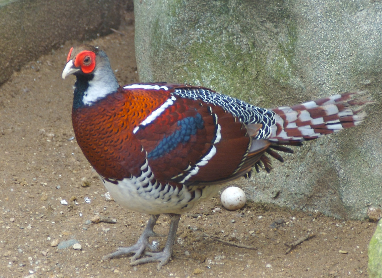 Elliot's Pheasant