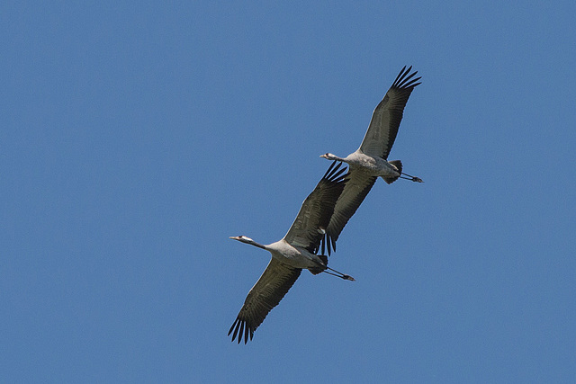 20140503 2232VRTw [D~HVL] Kraniche (Grus grus), Parey