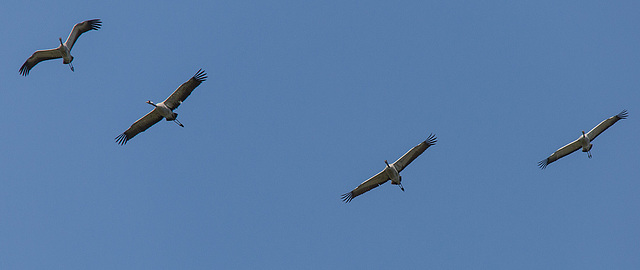 20140503 2231VRTw [D~HVL] Kraniche (Grus grus), Parey