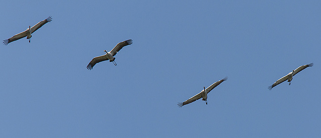 20140503 2229VRTw [D~HVL] Kraniche (Grus grus), Paeay