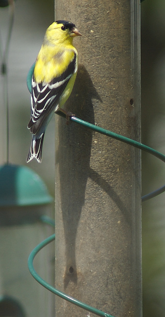 Finch and Shadow