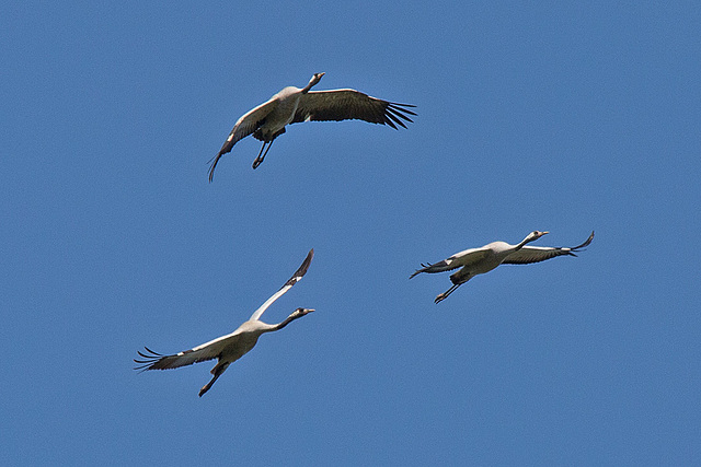 20140503 2228VRTw [D~HVL] Kraniche (Grus grus), Parey