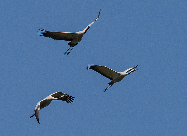 20140503 2227VRTw [D~HVL] Kraniche (Grus grus), Parey