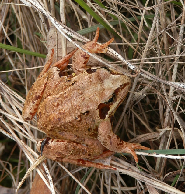 Common Frog - Rana temporaria with slug attached