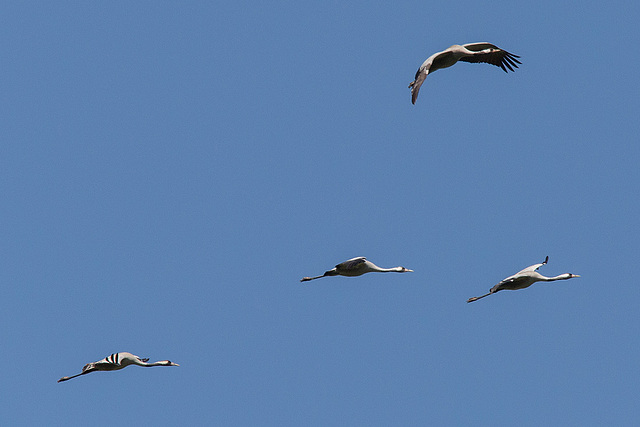 20140503 2225VRTw [D~HVL] Kraniche (Grus grus), Parey