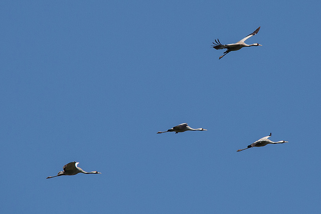 20140503 2224VRTw [D~HVL] Kraniche (Grus grus), Parey