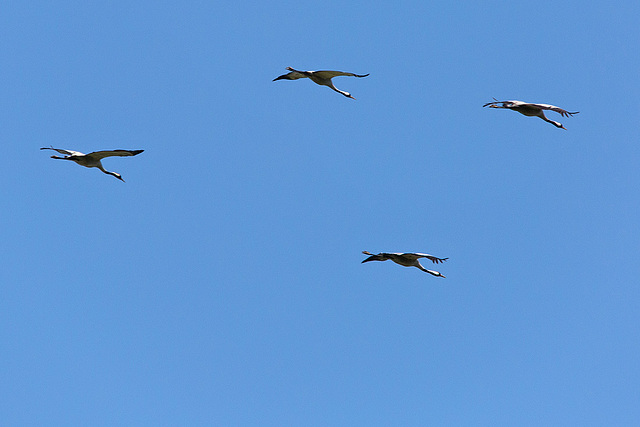 20140503 2221VRTw [D~HVL] Kraniche (Grus grus), Parey