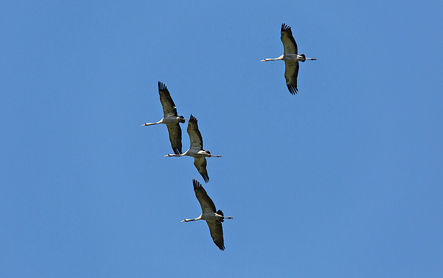 20140503 2220VRTw [D~HVL] Kraniche (Grus grus), Parey