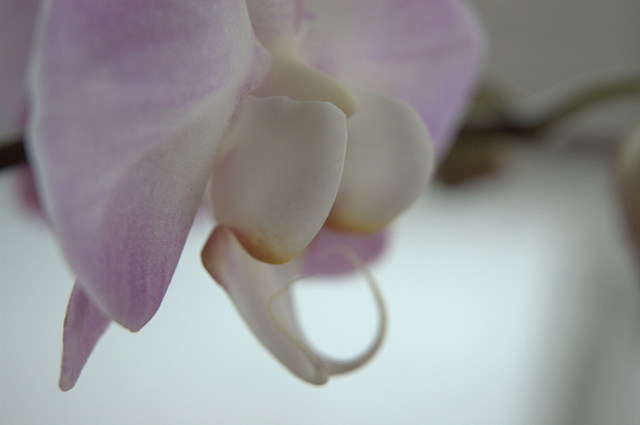 our orchid