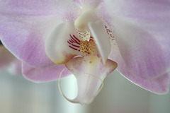 our orchid