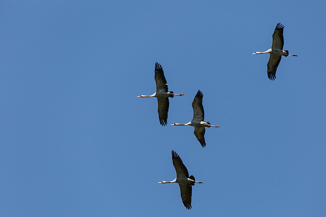 20140503 2218VRTw [D~HVL] Kraniche (Grus grus), Parey