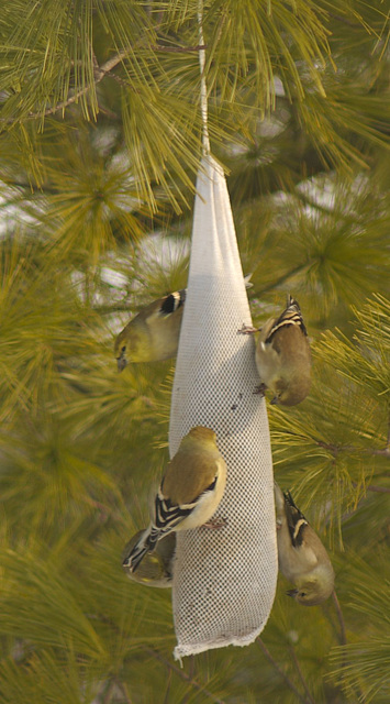 Finches
