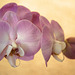 orchid2