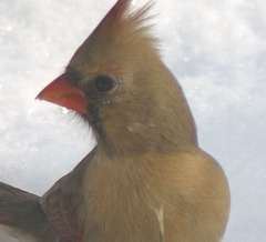 Cardinal