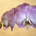 orchid1