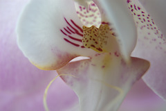 aspects of the orchid