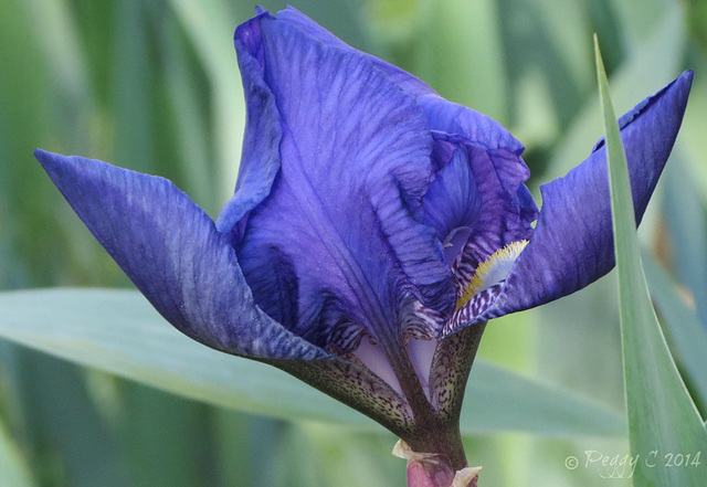 Iris   -