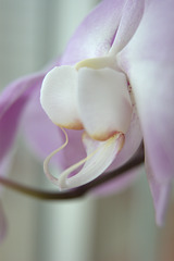 aspects of the orchid