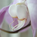 aspects of the orchid