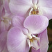 the orchid continues to bring forth new flowers