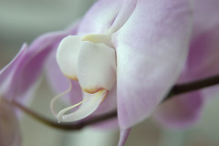 aspects of the orchid