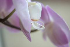 aspects of the orchid