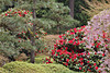 A Spring Symphony – Japanese Garden, Portland, Oregon