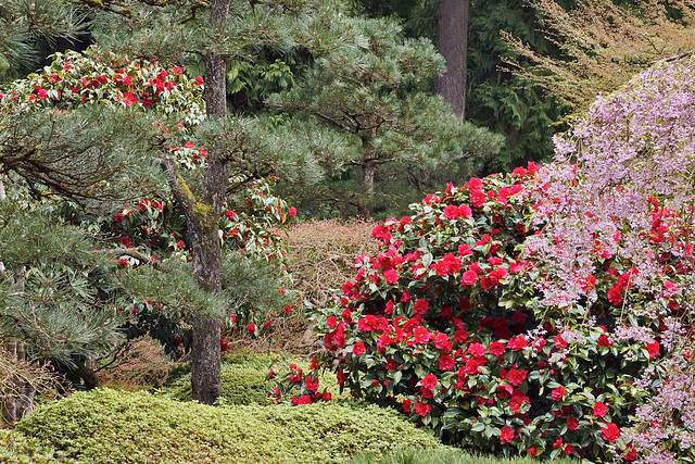 A Spring Symphony – Japanese Garden, Portland, Oregon