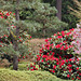 A Spring Symphony – Japanese Garden, Portland, Oregon