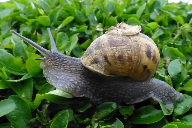 Un Escargot sur Une Haie - 20 April 2014