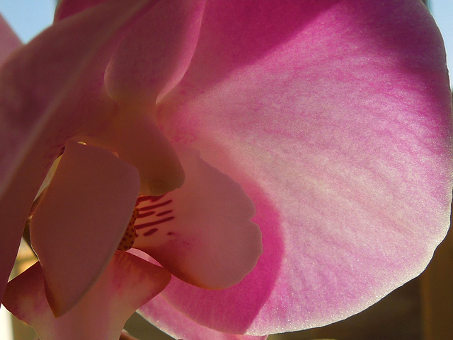 orchid in the sun