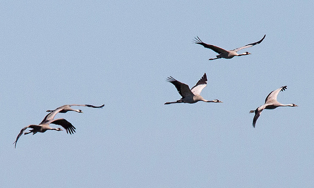 20140503 2211VRTw [D~HVL] Kraniche (Grus grus), Parey