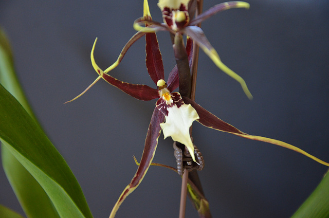 new orchid new orchid