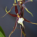 new orchid