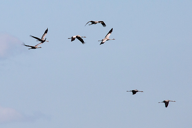 20140503 2210VRTw [D~HVL] Kraniche (Grus grus), Parey