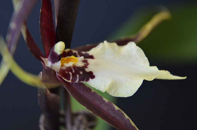 new orchid, close up