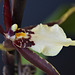 new orchid, close up