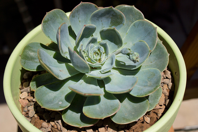 Blue Rose (Echeveria imbricata)