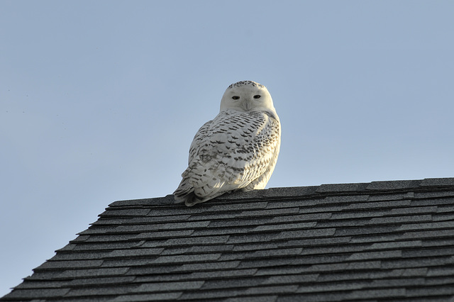 The Owl on the Roof