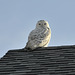 The Owl on the Roof