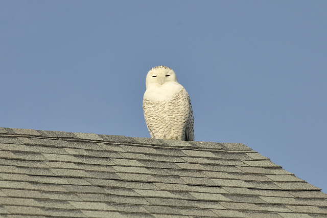 The Owl on the Roof