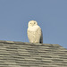 The Owl on the Roof