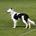 Border Collie Shep  (Jacob & Fern's Dog)