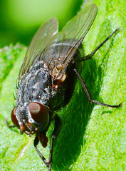 Bluebottle(blow-fly) Calliphora vomitoria