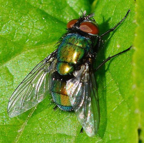 Greenbottle(blow-fly) Lucilia caesar