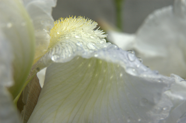 iris after the storm