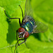 Greenbottle(blow-fly) Lucilia caesar