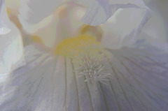 posterized iris