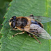 Hoverfly  Eristalis tenax - female